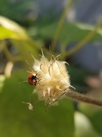 Close-up of insect on leaf