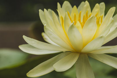 Close-up of yellow flowering plant