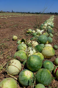 Crops growing in farm