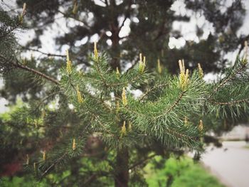 Close-up of pine tree