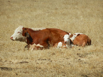 Cows in a field