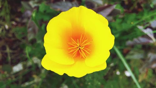 Close-up of yellow flower