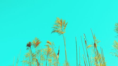 Low angle view of palm trees against clear blue sky