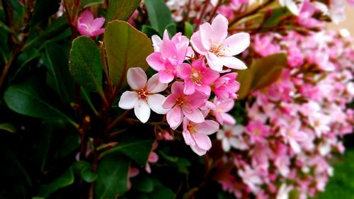 Close-up of pink flowers