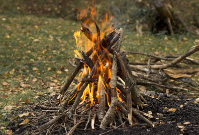 Bonfire on wooden log in forest