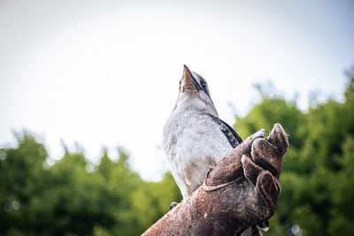 Low angle view of bird perching on tree