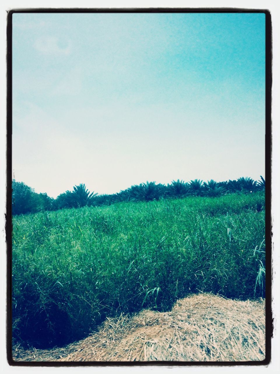 transfer print, blue, clear sky, grass, auto post production filter, field, tranquility, tranquil scene, landscape, copy space, scenics, beauty in nature, nature, sunlight, sky, growth, grassy, day, green color, plant