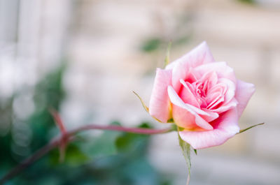 Close-up of pink rose