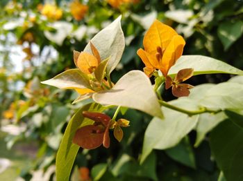 Close-up of flowers against blurred background