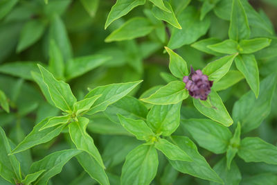 High angle view of berries growing on plant