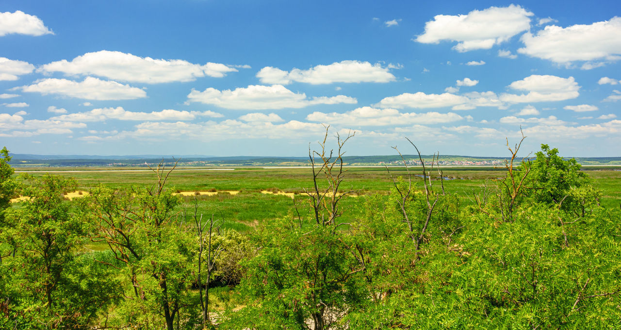 PLANTS GROWING ON FIELD AGAINST SKY