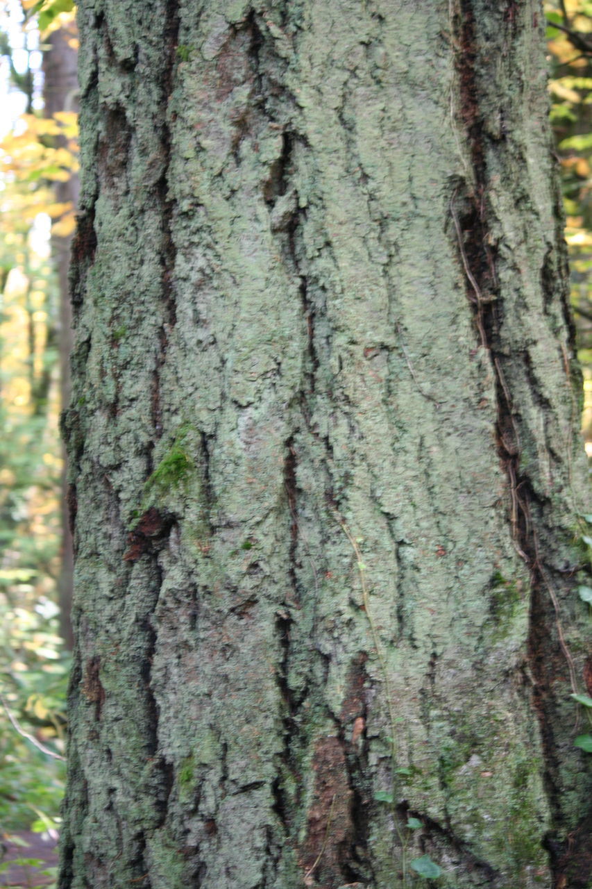 FULL FRAME OF TREE TRUNK