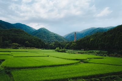 Scenic view of agricultural field against sky