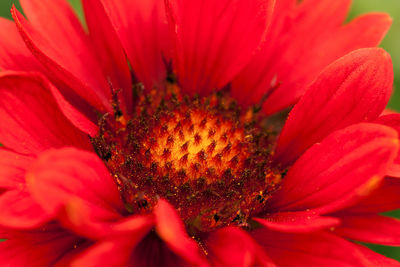 Close-up of fresh red coneflower blooming outdoors