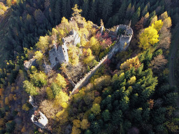 High angle view of pine trees in forest during autumn