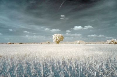 Infrared image of grass on landscape against sky