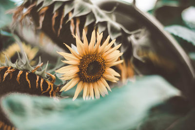 Close-up of sunflower