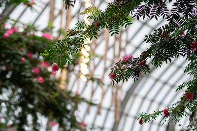 View of christmas tree