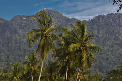 Palm trees against sky