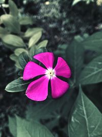 Close-up of pink flower blooming outdoors