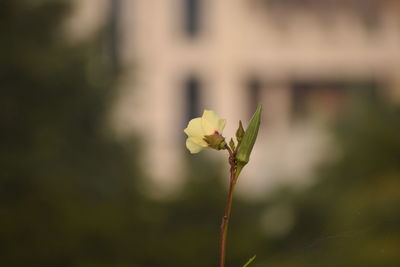 Close-up of flowering plant