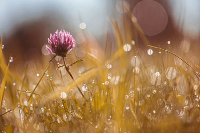 Close-up of flowers against blurred background