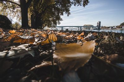 Autumn leaves in city against sky