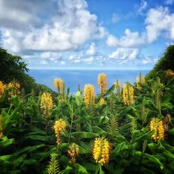 Scenic view of flowering plants against sky