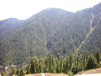 High angle view of trees in forest