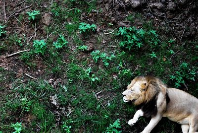 Lion in forest