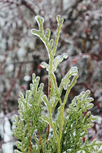 Close-up of fresh green plant