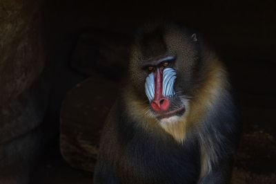 Close-up of monkey looking away