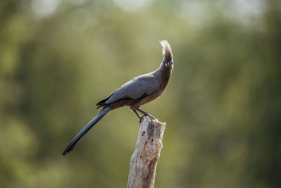 Close-up of bird perching on branch