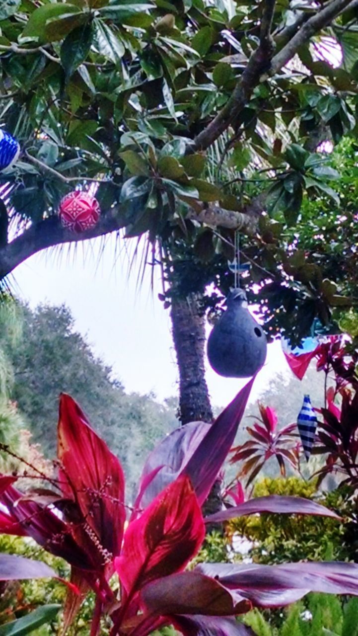 LOW ANGLE VIEW OF FLOWER TREE AGAINST PLANTS