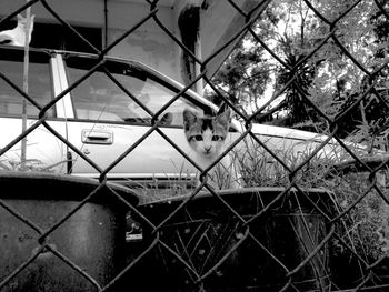 Portrait of cat seen through chainlink fence