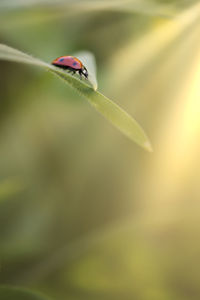 Close-up of insect on leaf