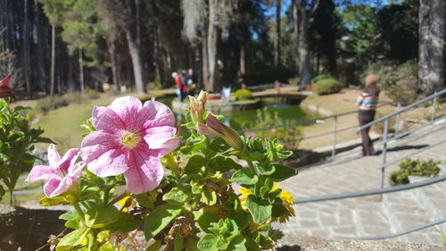 Close-up of pink flowers