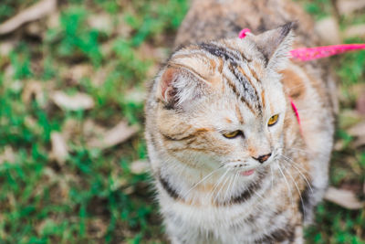 High angle view of cat looking away