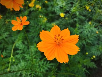 Close-up of orange flowers blooming outdoors