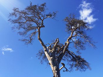 Low angle view of bare tree against sky