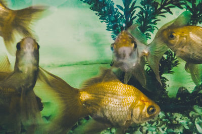 Close-up of fish swimming in aquarium