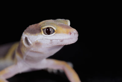 Close-up of lizard against black background