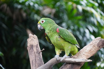 Close up picture of green parrot sitting on a brunch