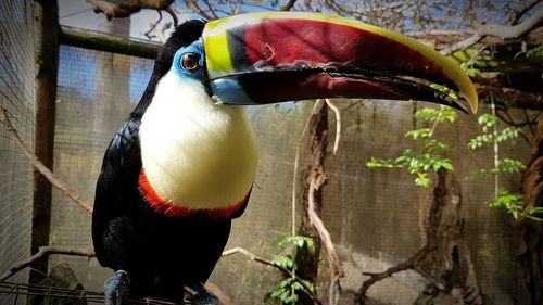 Close-up of bird perching on branch