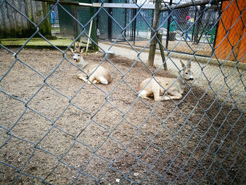 Chainlink fence in cage