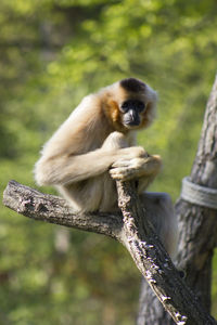 Monkey sitting on tree branch