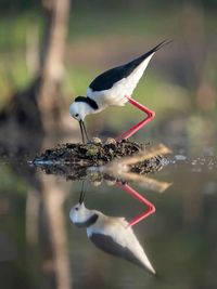 Bird perching on a lake