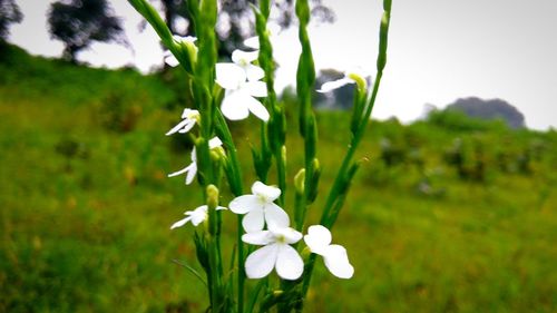 Close-up of white flowers blooming in field