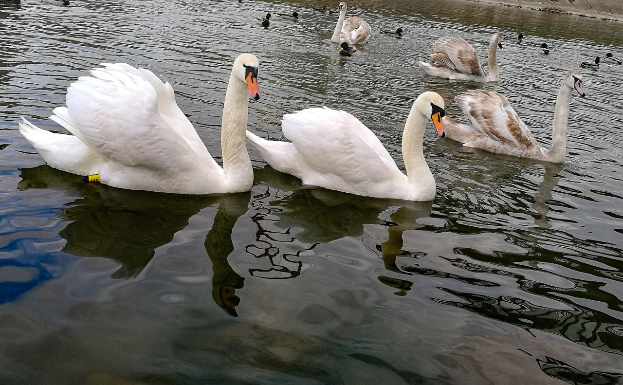 HIGH ANGLE VIEW OF SWAN SWIMMING IN LAKE