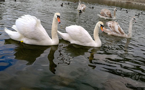 High angle view of swans swimming in lake